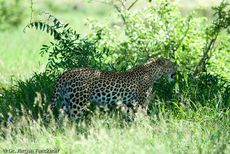 leopard (31 von 60).jpg